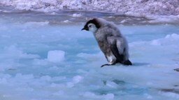 Смотреть Лучшие пингвиньи курьёзы