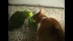 Смотреть Попугай злит кошку за едой