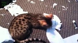Смотреть Кошки против туалетной бумаги
