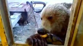 Смотреть Подкормили медведя