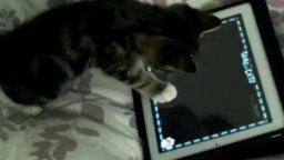 Котёнок и планшетный компьютер