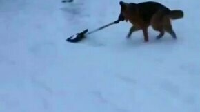 Овчарка чистит снег лопатой
