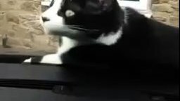 Кот на лобовом стекле машины