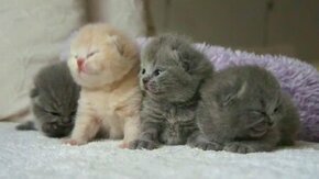 Смотреть Сонные малыши-котята