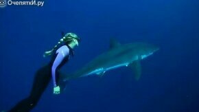 Девушка-водолаз плавает с белой акулой