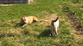 Котяра зверски играет с псом