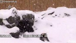Смотреть Панда резвится в снегу