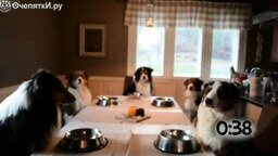 Смотреть Собаки, которые молятся перед едой