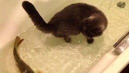 Смотреть Кот и рыба в одной ванной