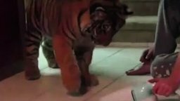 Тигр против пылесоса