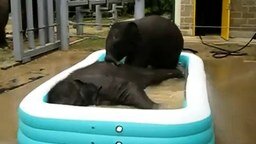 Слоники наслаждаются купанием