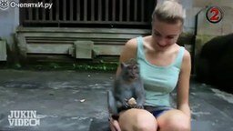 Смотреть Самые наглые обезьяны