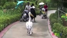 Смотреть Устрашающий пеликан