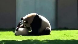 Панда и маленький детёныш резвятся