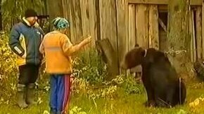 Глупая женская затея с медведем
