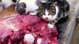 Адские коты жрут мясо