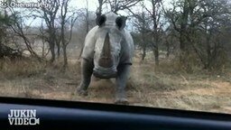 Носорог атакует автомобиль