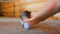 Смотреть Удивительные трюки крысы