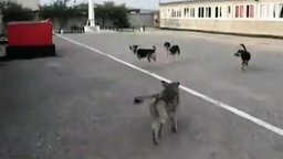 Смотреть Собаки поют гимн России
