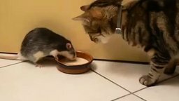 Смотреть Жадная крыса против кота