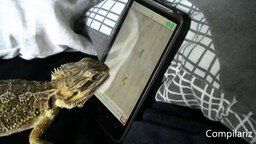 Животные играют на планшете