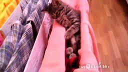 Смотреть Смешно спящие коты и котята