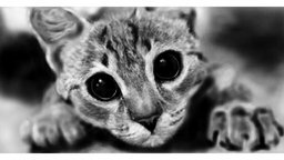 Смотреть Рисуем кошачий портрет