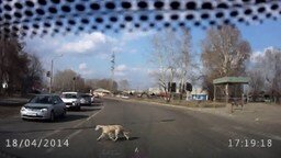 Смотреть Собака - правильный пешеход