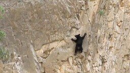 Смотреть Медведи-скалолазы