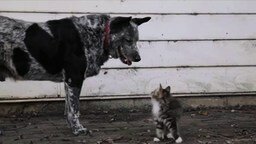 Дружба котёнка и большого пса