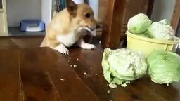 Голодный пёс ест капусту