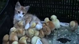 Смотреть Котёнок и цыплятки