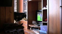 Пёс смотрит телевизор