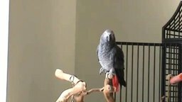 Смотреть Идеальный слух у попугая
