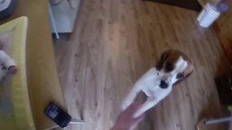 Смотреть Пёс помогает менять подгузник
