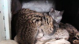 Дальневосточные котята у приёмной мамы-кошки