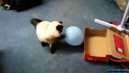 Смотреть Кошки и шарики