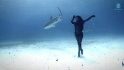 Танец с акулами