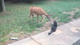 Смотреть Кошка против оленя