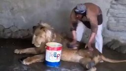Каково мыть льва