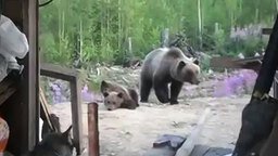 Смотреть Против медведицы с медвежатами не попрёшь
