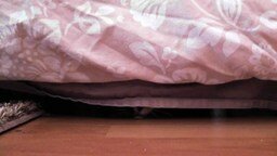 Смотреть Голодный кот под кроватью