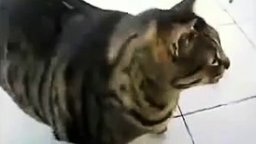Толстый котяра ловит кайф