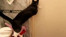 Смотреть Кот, открывающий все двери