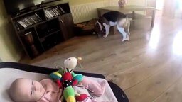 Смотреть Пёс носит малышу игрушки