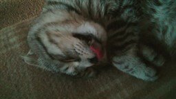 Кот, который кушает во сне