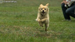 Собака в прыжке и во время бега - замедление