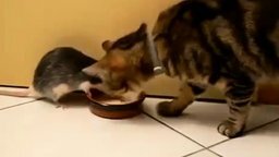 Смотреть Настойчивая крыса и добрый котяра