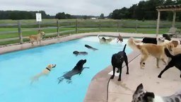 Смотреть Собачья тусовка у бассейна