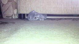 Смотреть Кошка, которая спит под диваном